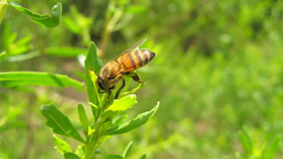 ミツバチが集める原生植物バッカリス